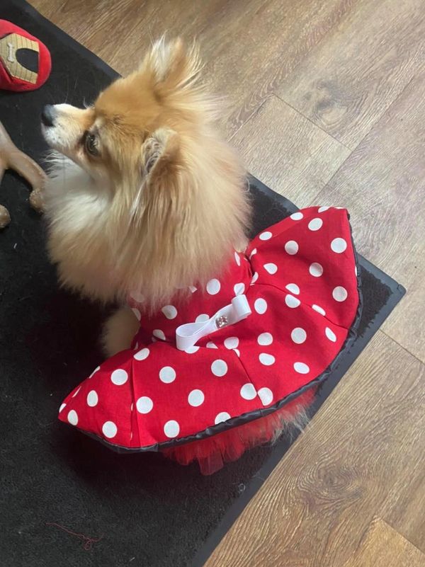 The Posh Pet Boutique Dog Clothes, Dog Boutique
